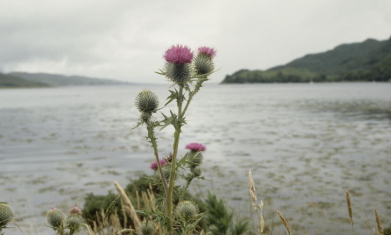 The Thistle – Scotland's National Emblem