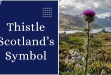 Thistle_ Scotland’s National Emblem