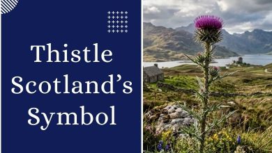 Thistle_ Scotland’s National Emblem