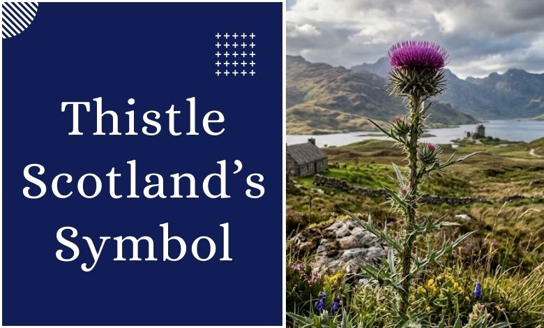 Thistle_ Scotland’s National Emblem